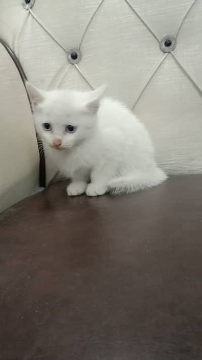 Persian female kitten for sale