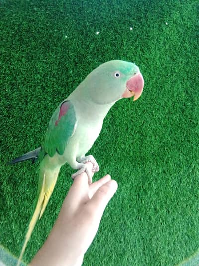 Hand tame Raw parrot