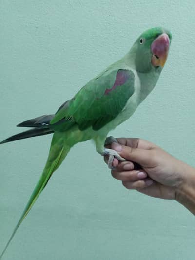 Hand tame Raw parrot