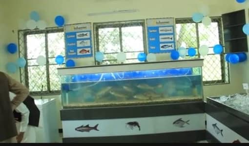 fish aquarium