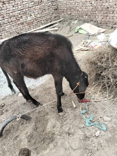 black color bachra healty