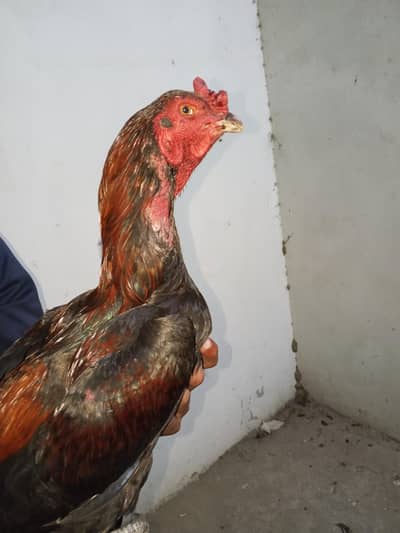 Tahi cross male rabta number 03707261303