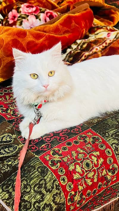 Persian cat for sale