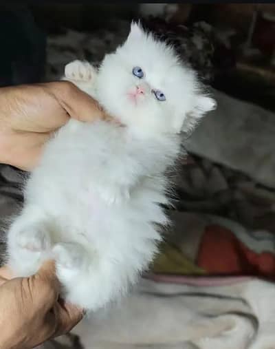 Persian female kitten for sale. my WhatsApp number 0320*24-100*47