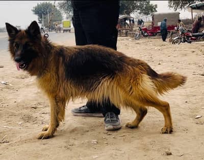 long coat female available near to heat