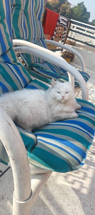 Persian cat fully vaccinated, litter trained , very friendly