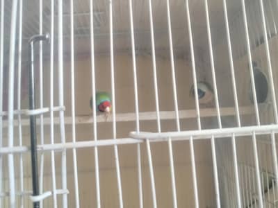 Gouldian finch / Finches / Gouldian pair