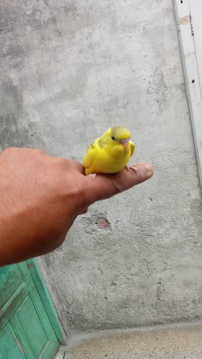 Budgie Hand Tame Baby Australian parrot