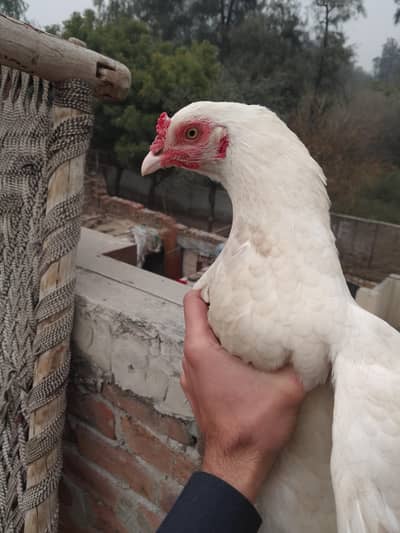 white heera female 03202829199