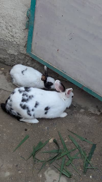 خرگوش فارسیل ھے دو جوڑے ھے قیمت: 4500 چارو صحت مند ھے Location: Attoc