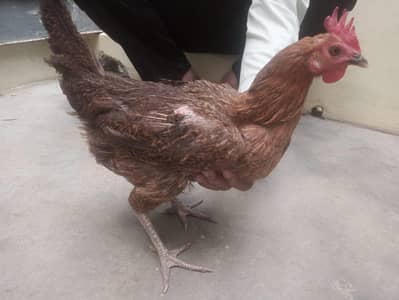 6 Golden Misri Murghian