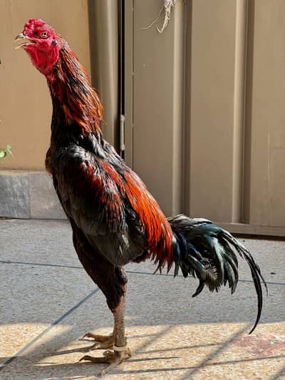 Aseel Thai | Imported Burmi Male | king size Burmi ( back footer ) |