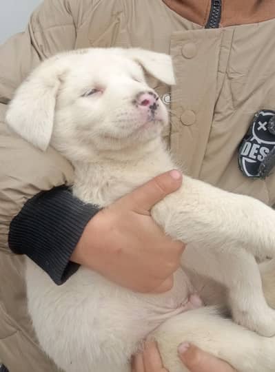 male ha afghan kuchi dog ka coras ha