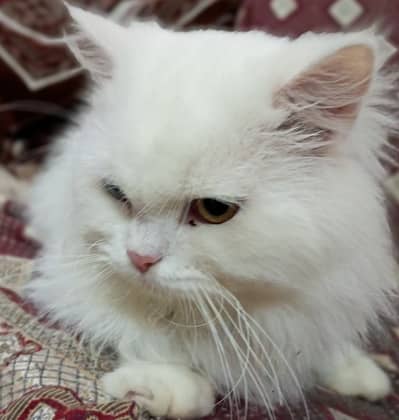 Persian Cat | Persian Kittens | Triple Coated Cats / Kittens For Sale