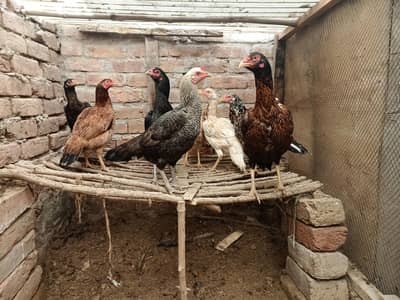 8 Aseel Hens for Sale in Faisalabad