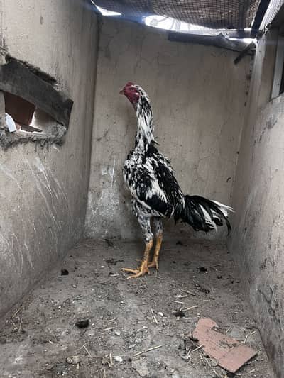 Japanese Cross Tiger Cheena Aseel Ready Patha High Quality Good joints