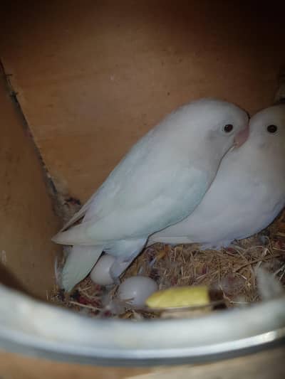 Albino Black Eyes (Breeder Pair)