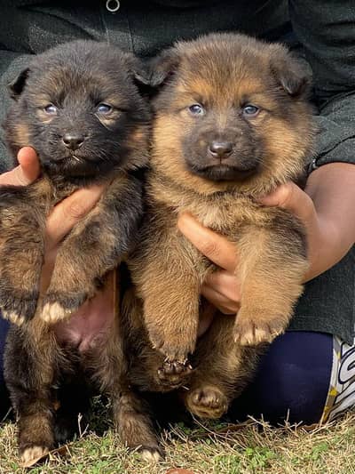 German shepherd top quality triple coated puppies available for sale