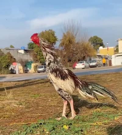 aseel phata price final ha (03136417097)