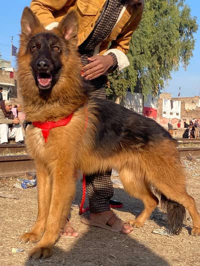 German Shepherd Dog  | Long Coat German | GSD For Sale