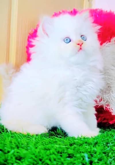 Persian cat Blue eyes vaccinated WhatsApp number03286321270