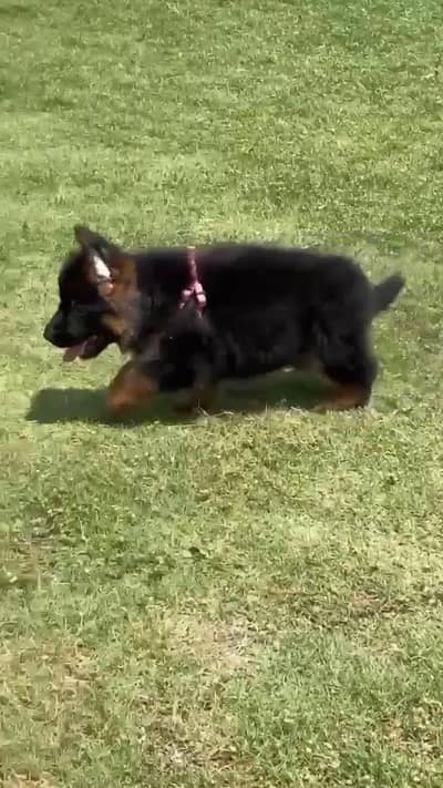 German Shepherd male pappy for sale