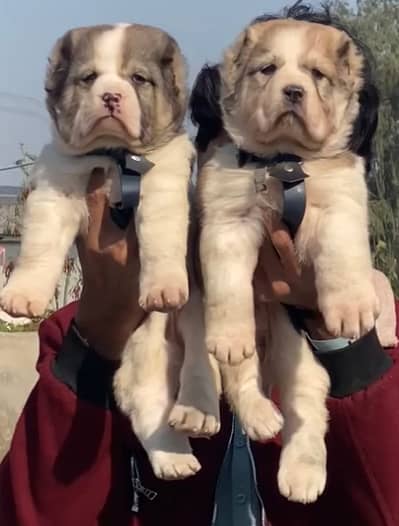kurdish kangal dog / turkish kangal pair / security dog for sale
