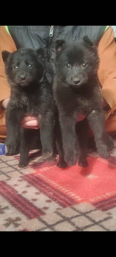German black German Shepherd long coated pair 2 month for sale