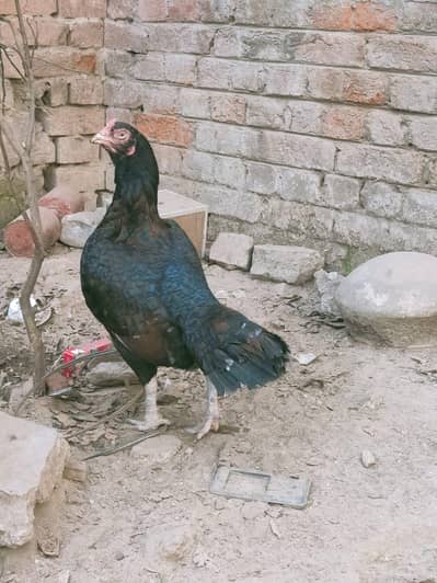 aseel breeder female