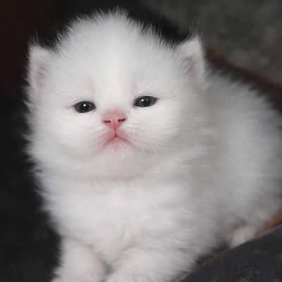 23 days kitten. pure Persian tripple coat
