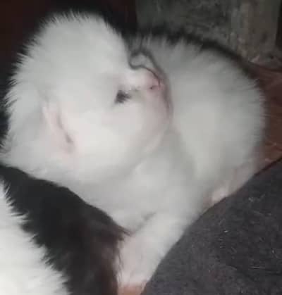 25 days kitten. pure Persian tripple coat