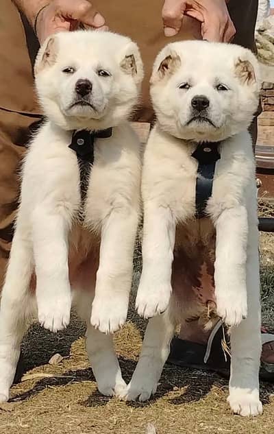 Afghan Kuchi | pure Afghan Kuchi puppies pair | Afghan Kuchi dog