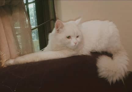 Gorgeous Snow White Persian Male – Healthy & Vaccinated