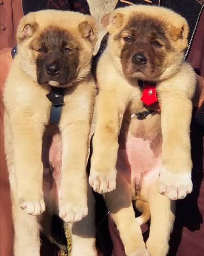 Kangal | kurdish kangal | Turkish kangal | puppies pair |kangal dog