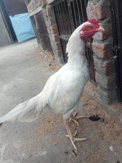 white heera shamo cross