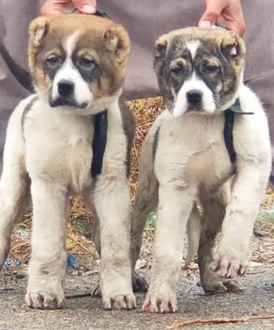 Afghan Kuchi | pure Afghan Kuchi puppies pair | Afghan Kuchi dog
