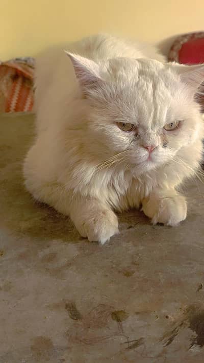 Persian double coat white male