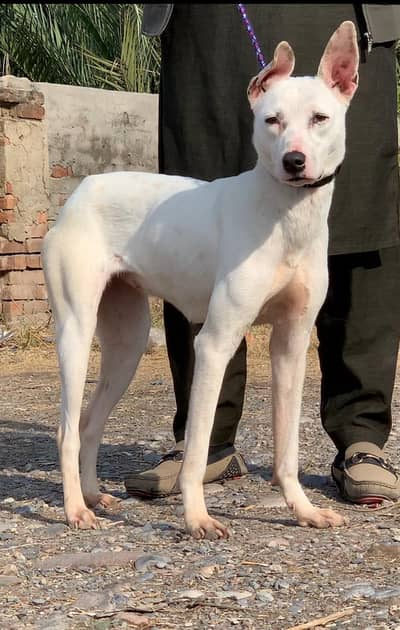 | kohati gultair |security female  |kohati gultair dog