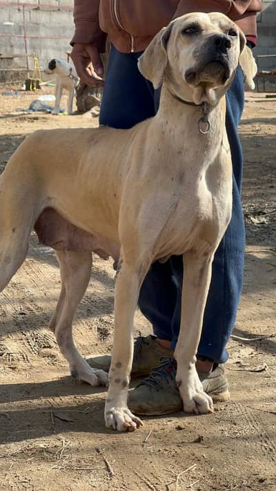 bully female for sale