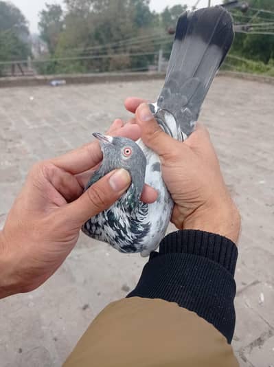 pure dubwali madi x wehshi male breeder pair