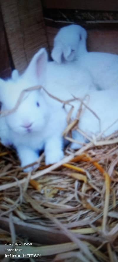 Newziland white red eyes