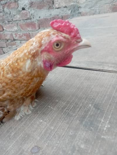 pela china mushki or pely Ka cross hy white nok nali