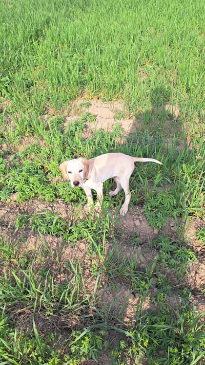 2 month ka h orignel pointer