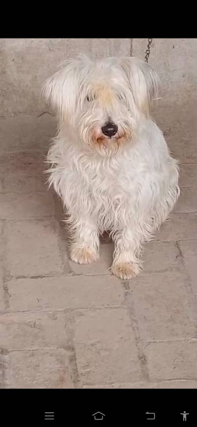 Poodle female for sale