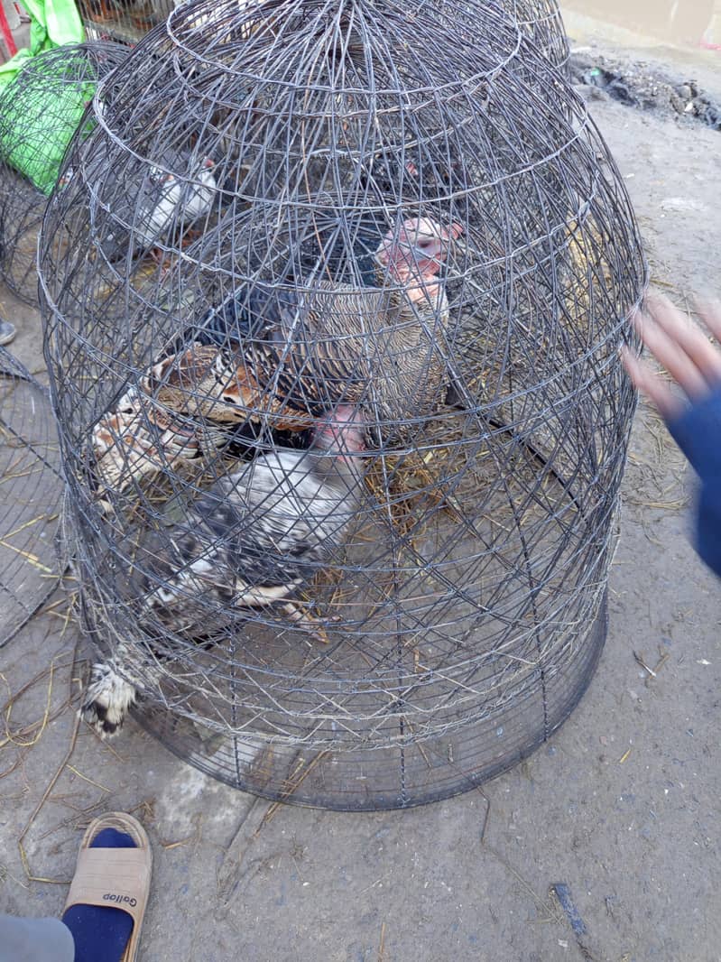 چھینا مرغ خالص آصیل (Aseel) – میل اور فی میل چینی نسل – میل اور فی میل 2