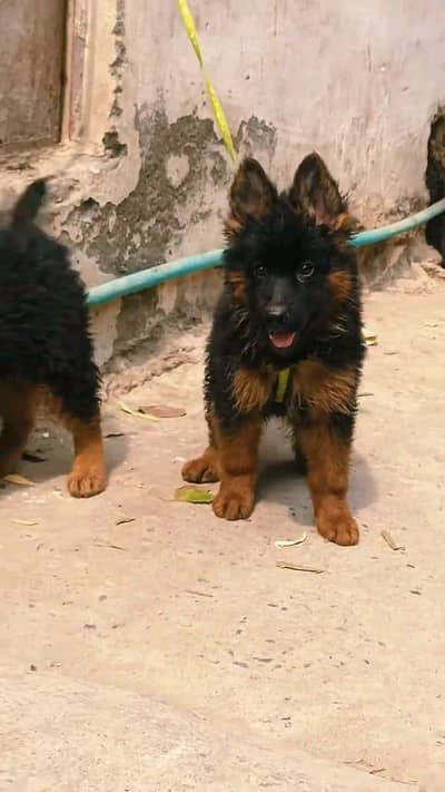 German shepherd puppies  double cot my WhatsApp number 0340729094o
