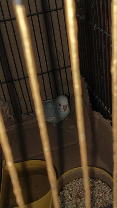 budgie parrot sell