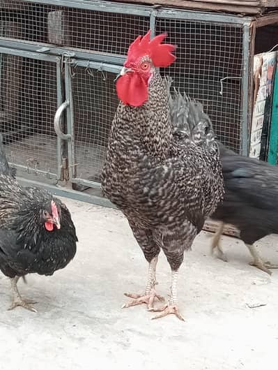 Plymouth and astarlop