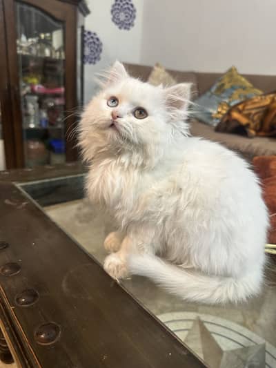 Dolly face pure Persian