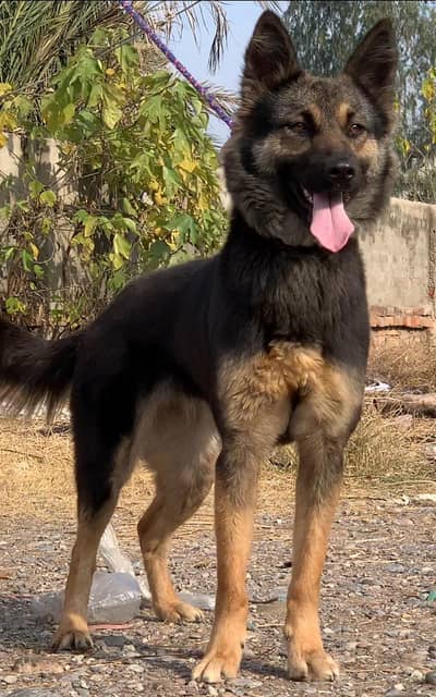 top quality German Shepherd female for sale